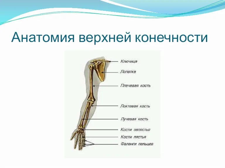 Анатомия верхней конечности