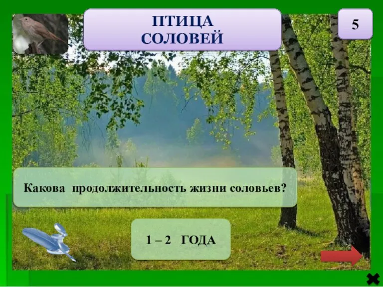 ПТИЦА СОЛОВЕЙ 5 Какова продолжительность жизни соловьев? 1 – 2 ГОДА