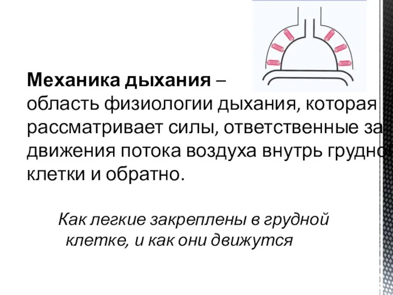 Как легкие закреплены в грудной клетке, и как они движутся Механика дыхания