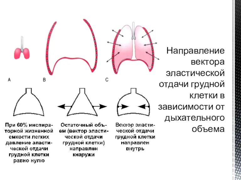 Направление вектора эластической отдачи грудной клетки в зависимости от дыхательного объема