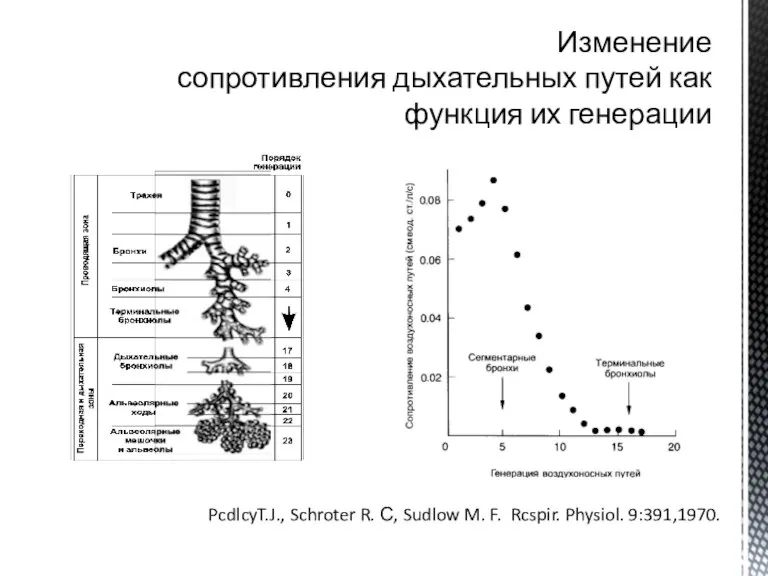 Изменение сопротивления дыхательных путей как функция их генерации PcdlcyT.J., Schroter R. С,