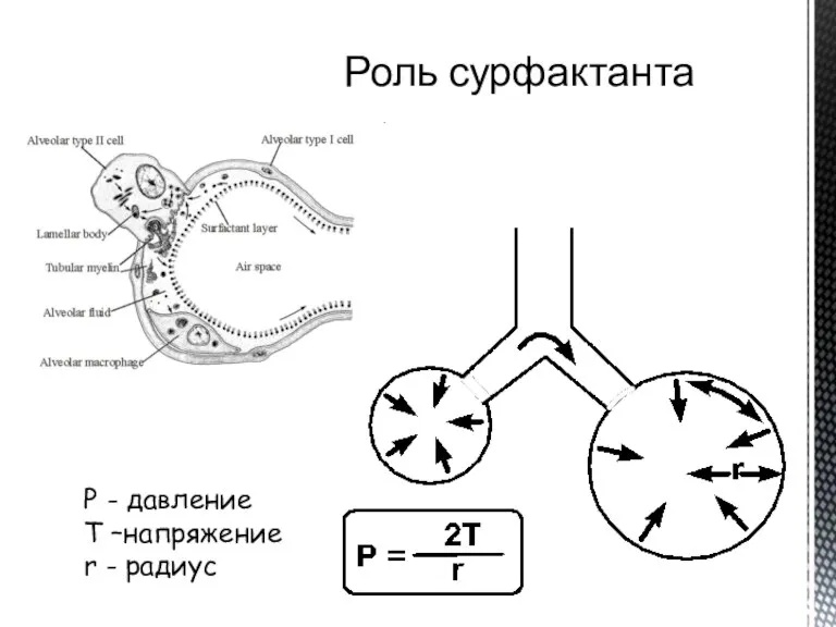 Роль сурфактанта Р - давление T –напряжение r - радиус