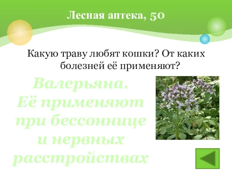 Какую траву любят кошки? От каких болезней её применяют? Лесная аптека, 50