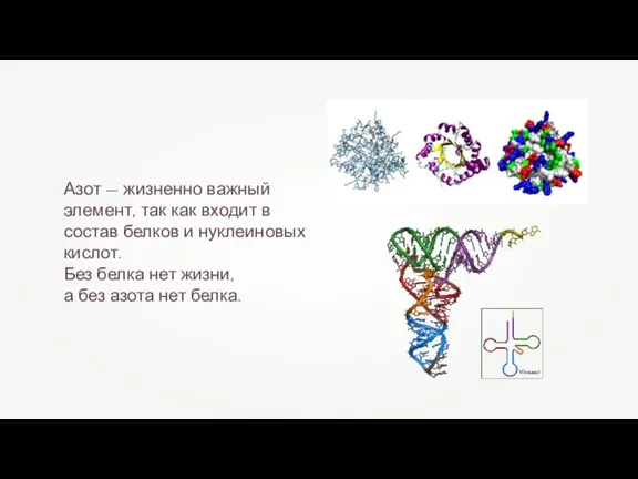 Азот — жизненно важный элемент, так как входит в состав белков и