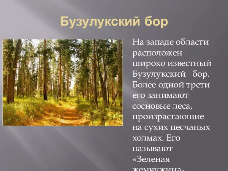 Бузулукский бор На западе области расположен широко известный Бузулукский бор. Более одной