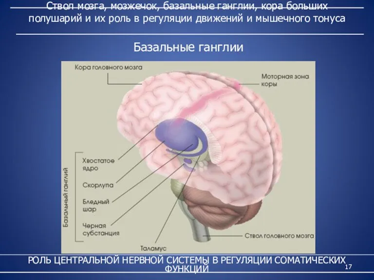 Ствол мозга, мозжечок, базальные ганглии, кора больших полушарий и их роль в