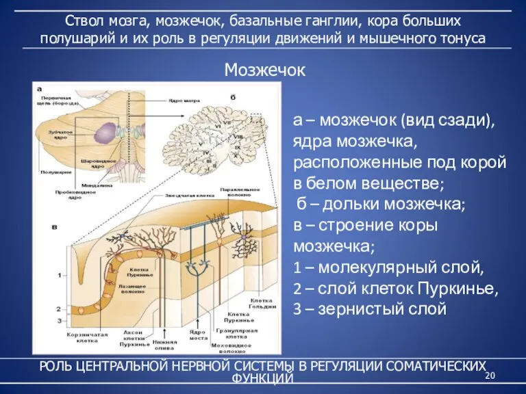 Ствол мозга, мозжечок, базальные ганглии, кора больших полушарий и их роль в