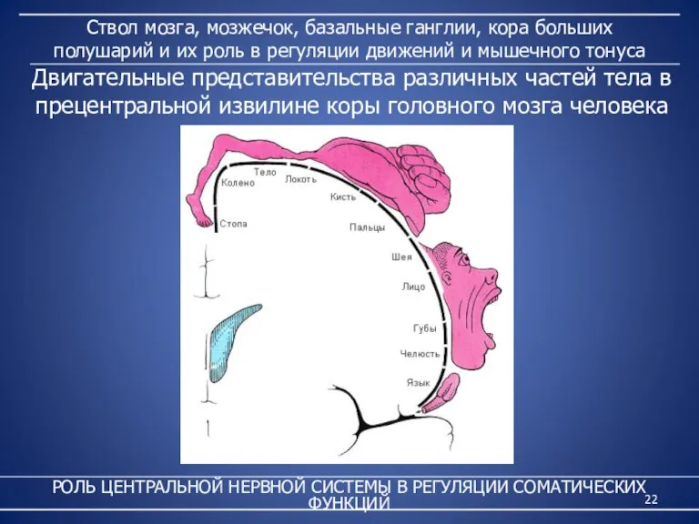 Ствол мозга, мозжечок, базальные ганглии, кора больших полушарий и их роль в