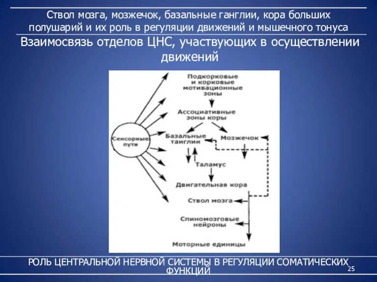 Ствол мозга, мозжечок, базальные ганглии, кора больших полушарий и их роль в