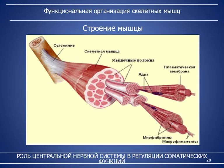 Функциональная организация скелетных мышц РОЛЬ ЦЕНТРАЛЬНОЙ НЕРВНОЙ СИСТЕМЫ В РЕГУЛЯЦИИ СОМАТИЧЕСКИХ ФУНКЦИЙ Строение мышцы