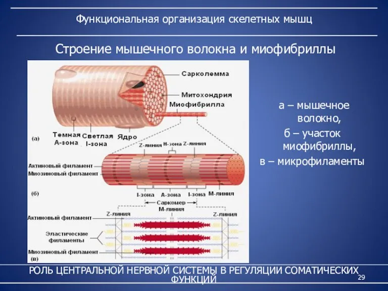 Функциональная организация скелетных мышц а – мышечное волокно, б – участок миофибриллы,