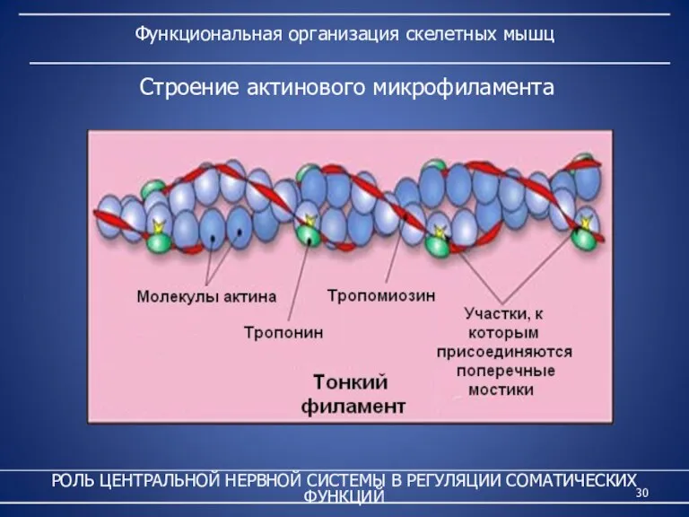 Функциональная организация скелетных мышц РОЛЬ ЦЕНТРАЛЬНОЙ НЕРВНОЙ СИСТЕМЫ В РЕГУЛЯЦИИ СОМАТИЧЕСКИХ ФУНКЦИЙ Строение актинового микрофиламента