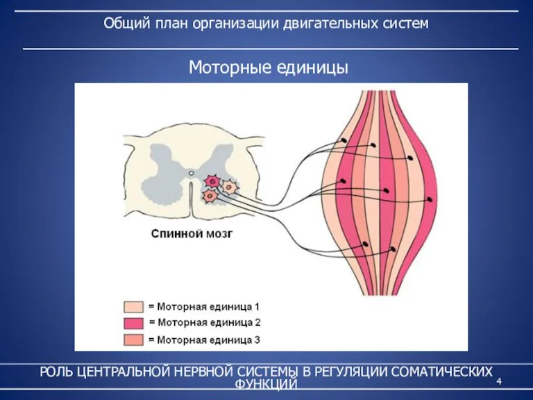 Общий план организации двигательных систем РОЛЬ ЦЕНТРАЛЬНОЙ НЕРВНОЙ СИСТЕМЫ В РЕГУЛЯЦИИ СОМАТИЧЕСКИХ ФУНКЦИЙ Моторные единицы