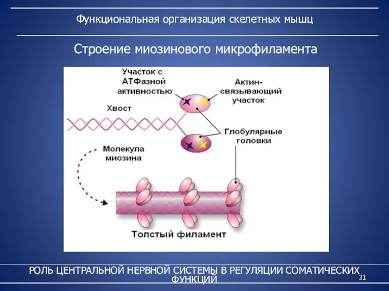 Функциональная организация скелетных мышц РОЛЬ ЦЕНТРАЛЬНОЙ НЕРВНОЙ СИСТЕМЫ В РЕГУЛЯЦИИ СОМАТИЧЕСКИХ ФУНКЦИЙ Строение миозинового микрофиламента