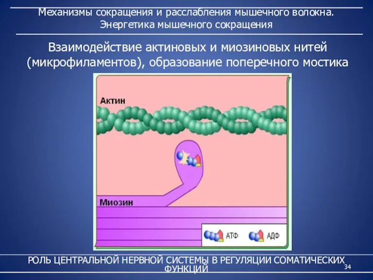 Механизмы сокращения и расслабления мышечного волокна. Энергетика мышечного сокращения РОЛЬ ЦЕНТРАЛЬНОЙ НЕРВНОЙ