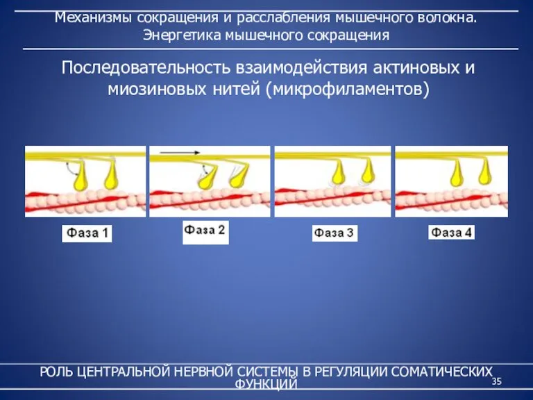 Механизмы сокращения и расслабления мышечного волокна. Энергетика мышечного сокращения РОЛЬ ЦЕНТРАЛЬНОЙ НЕРВНОЙ