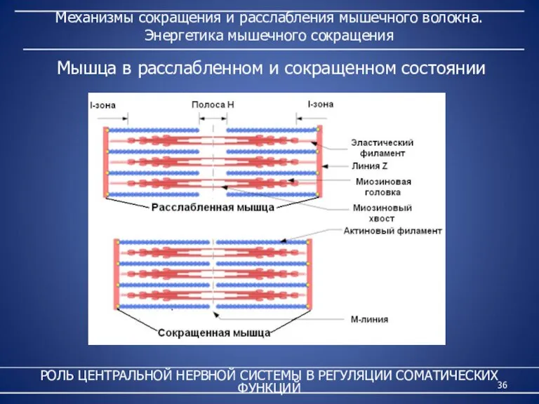 Механизмы сокращения и расслабления мышечного волокна. Энергетика мышечного сокращения РОЛЬ ЦЕНТРАЛЬНОЙ НЕРВНОЙ