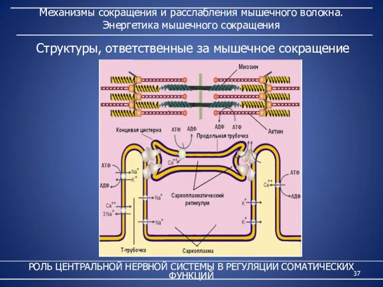 Механизмы сокращения и расслабления мышечного волокна. Энергетика мышечного сокращения РОЛЬ ЦЕНТРАЛЬНОЙ НЕРВНОЙ