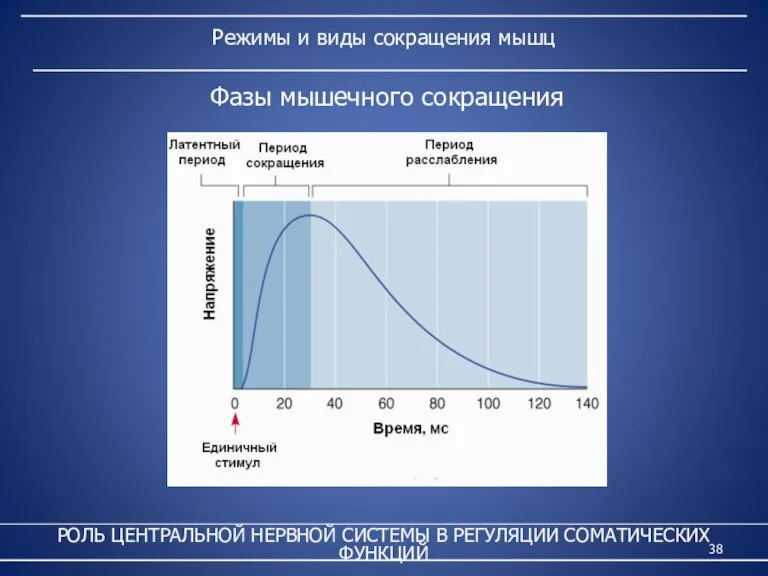 Режимы и виды сокращения мышц РОЛЬ ЦЕНТРАЛЬНОЙ НЕРВНОЙ СИСТЕМЫ В РЕГУЛЯЦИИ СОМАТИЧЕСКИХ ФУНКЦИЙ Фазы мышечного сокращения