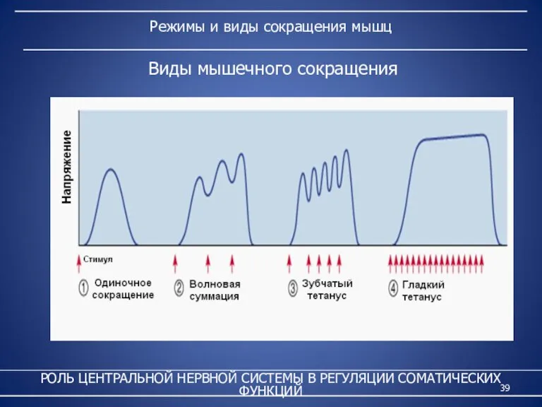 Режимы и виды сокращения мышц РОЛЬ ЦЕНТРАЛЬНОЙ НЕРВНОЙ СИСТЕМЫ В РЕГУЛЯЦИИ СОМАТИЧЕСКИХ ФУНКЦИЙ Виды мышечного сокращения