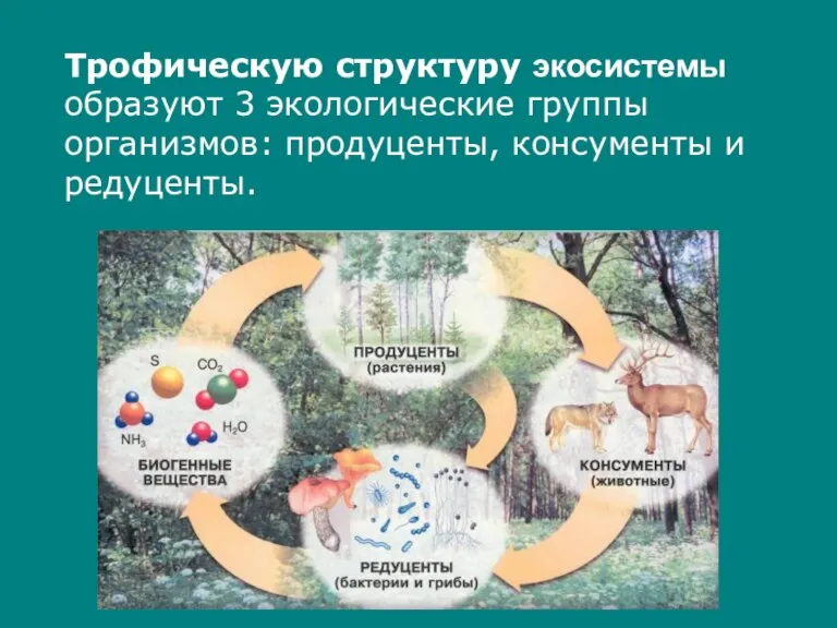 Трофическую структуру экосистемы образуют 3 экологические группы организмов: продуценты, консументы и редуценты.