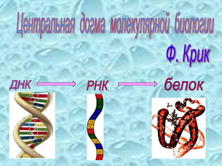 Ф. Крик ДНК РНК белок Центральная догма молекулярной биологии