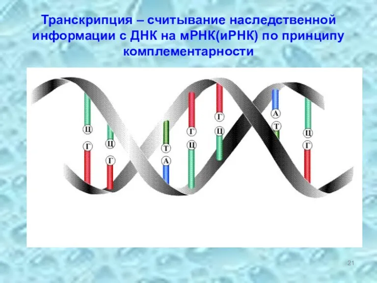 Транскрипция – считывание наследственной информации с ДНК на мРНК(иРНК) по принципу комплементарности