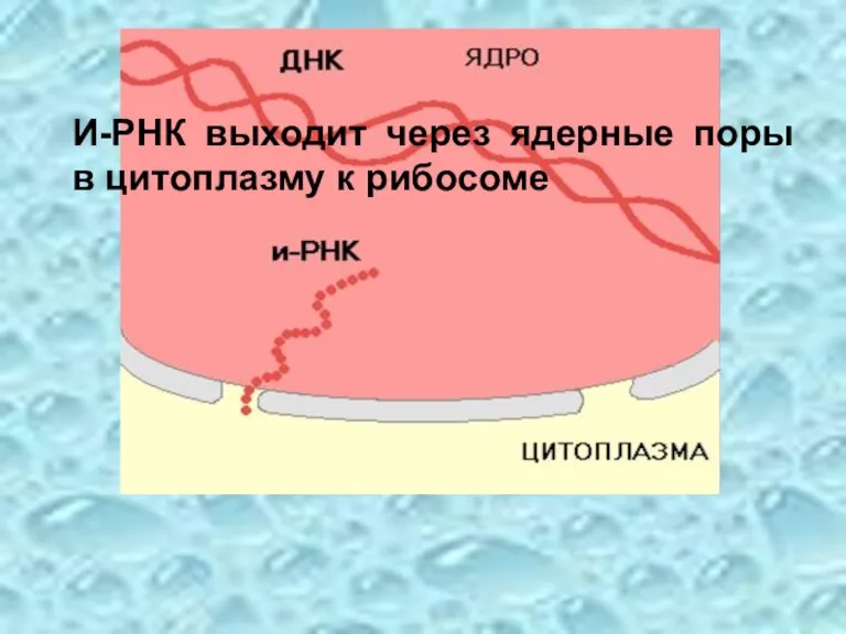 И-РНК выходит через ядерные поры в цитоплазму к рибосоме