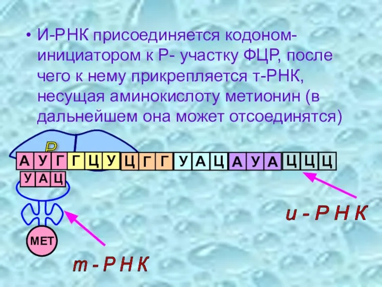 И-РНК присоединяется кодоном-инициатором к Р- участку ФЦР, после чего к нему прикрепляется