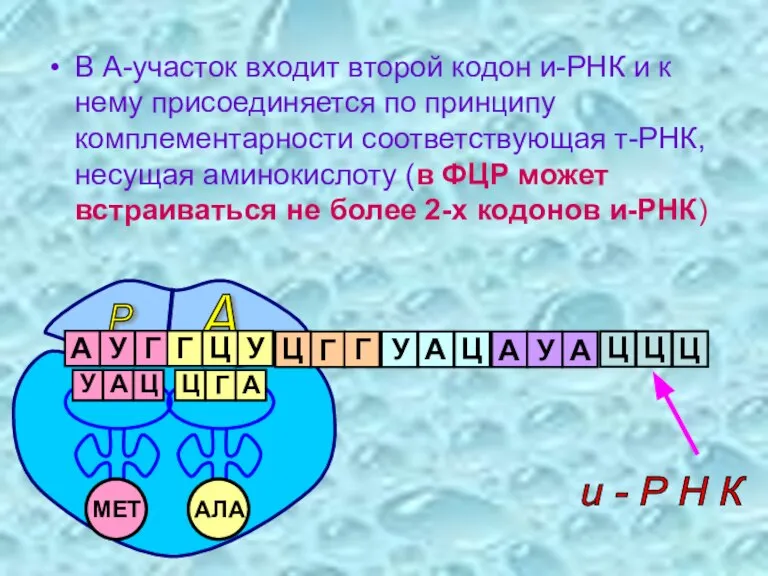 В А-участок входит второй кодон и-РНК и к нему присоединяется по принципу