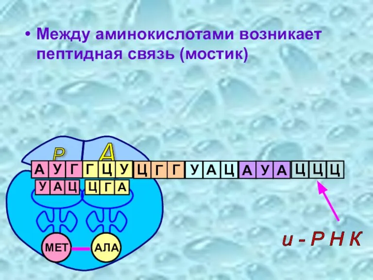 Между аминокислотами возникает пептидная связь (мостик) Р А и - Р Н К