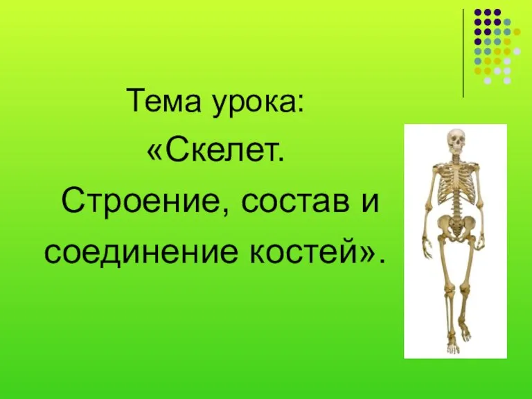 Тема урока: «Скелет. Строение, состав и соединение костей».