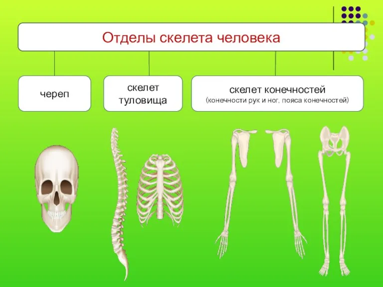 Отделы скелета человека