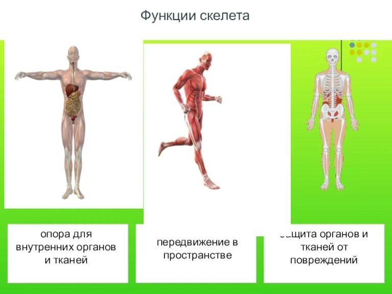 Функции скелета