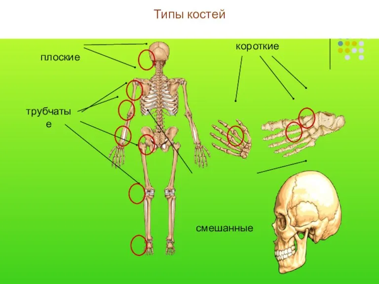 Типы костей короткие смешанные трубчатые плоские