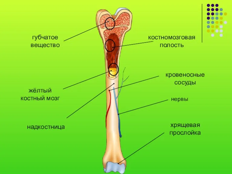 надкостница кровеносные сосуды хрящевая прослойка губчатое вещество костномозговая полость жёлтый костный мозг нервы