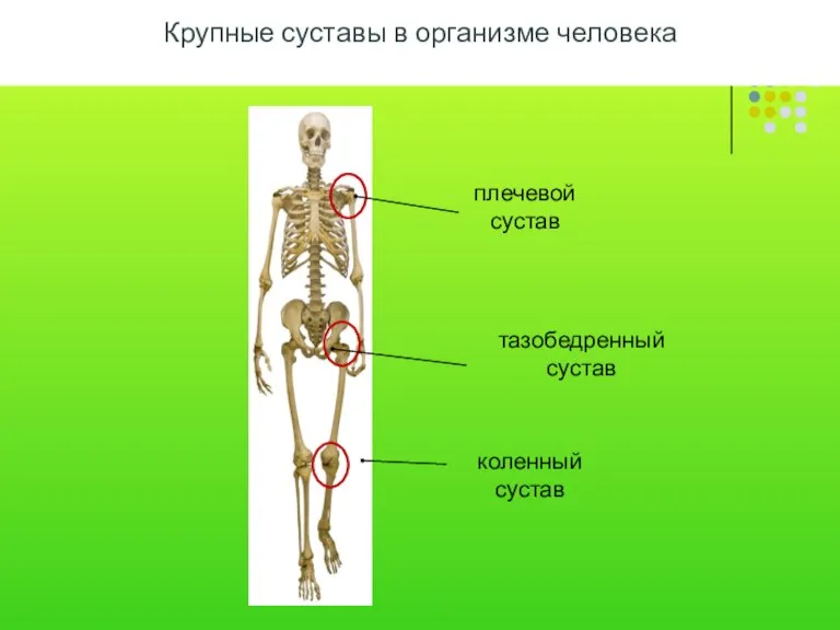 Крупные суставы в организме человека плечевой сустав тазобедренный сустав коленный сустав