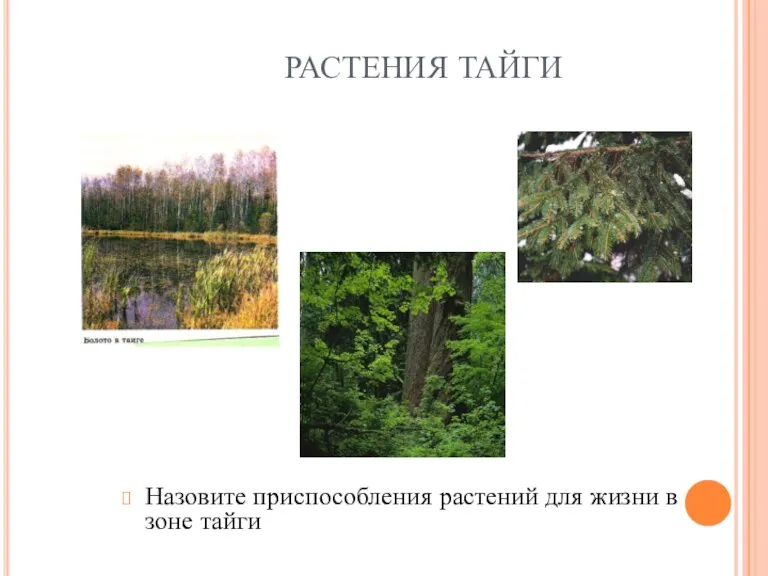 РАСТЕНИЯ ТАЙГИ Назовите приспособления растений для жизни в зоне тайги