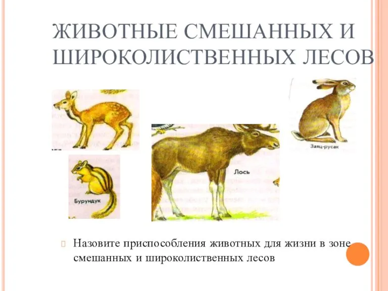 ЖИВОТНЫЕ СМЕШАННЫХ И ШИРОКОЛИСТВЕННЫХ ЛЕСОВ Назовите приспособления животных для жизни в зоне смешанных и широколиственных лесов