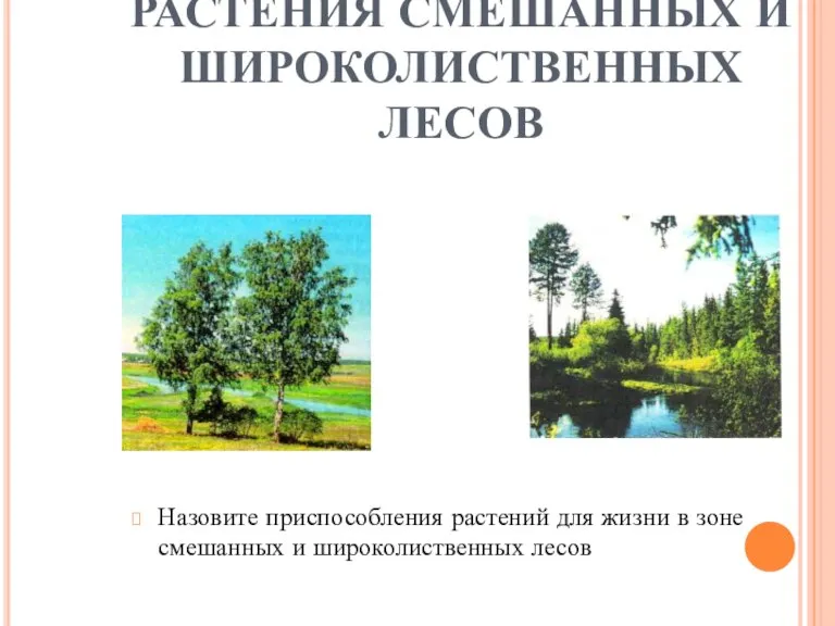 РАСТЕНИЯ СМЕШАННЫХ И ШИРОКОЛИСТВЕННЫХ ЛЕСОВ Назовите приспособления растений для жизни в зоне смешанных и широколиственных лесов