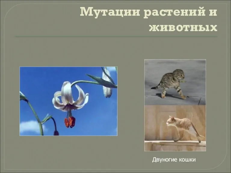 Мутации растений и животных Двуногие кошки