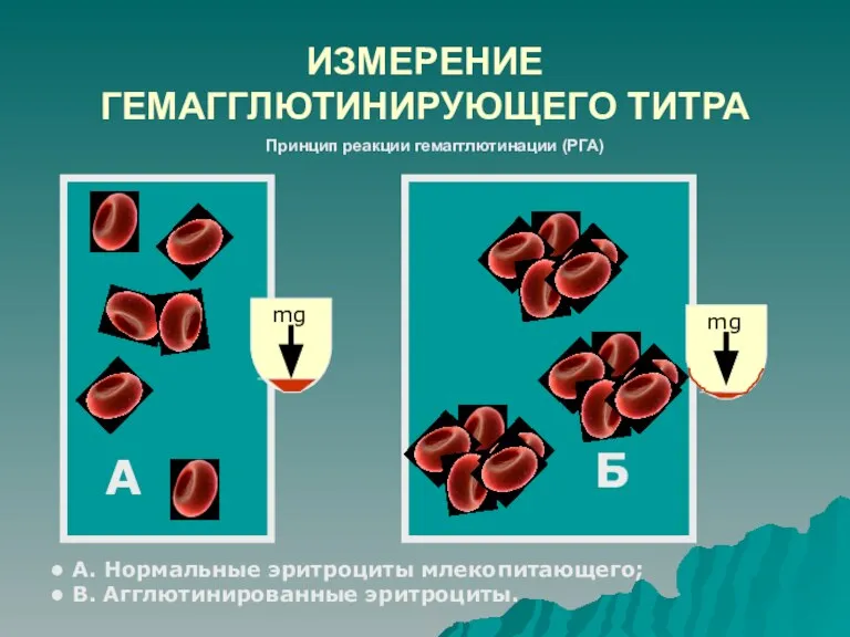 ИЗМЕРЕНИЕ ГЕМАГГЛЮТИНИРУЮЩЕГО ТИТРА А. Нормальные эритроциты млекопитающего; В. Агглютинированные эритроциты. А Принцип реакции гемагглютинации (РГА) mg