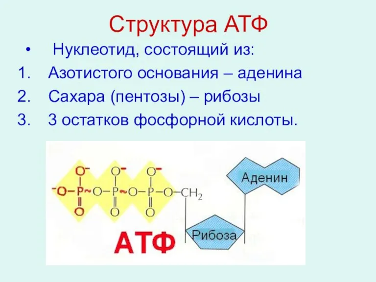 Структура АТФ Нуклеотид, состоящий из: Азотистого основания – аденина Сахара (пентозы) –