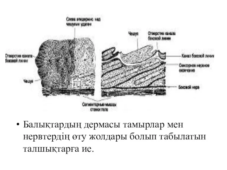 Балықтардың дермасы тамырлар мен нервтердің өту жолдары болып табылатын талшықтарға ие.