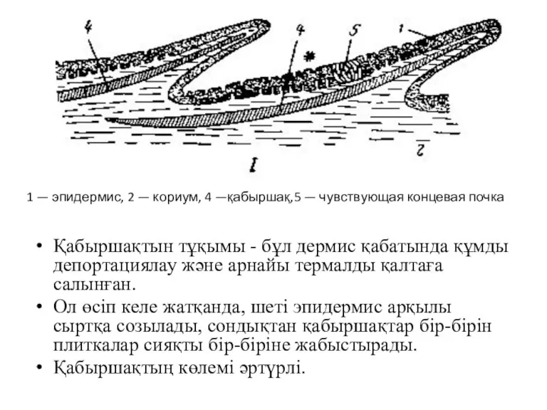 Қабыршақтын тұқымы - бұл дермис қабатында құмды депортациялау және арнайы термалды қалтаға