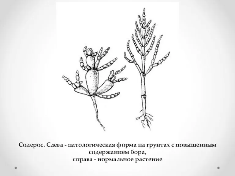 Солерос. Слева - патологическая форма на грунтах с повышенным содержанием бора, справа - нормальное растение