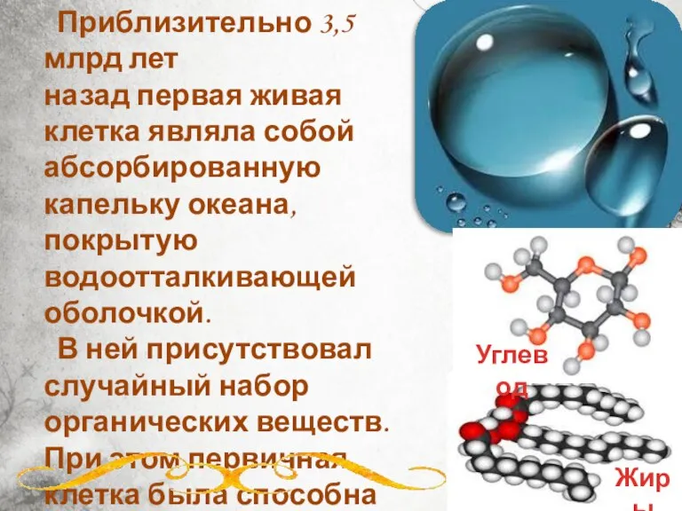 Приблизительно 3,5 млрд лет назад первая живая клетка являла собой абсорбированную капельку