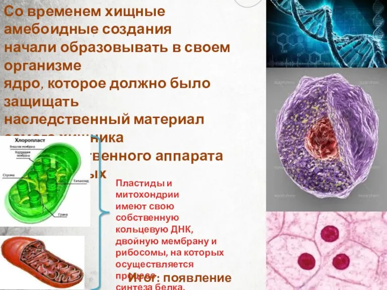 Со временем хищные амебоидные создания начали образовывать в своем организме ядро, которое