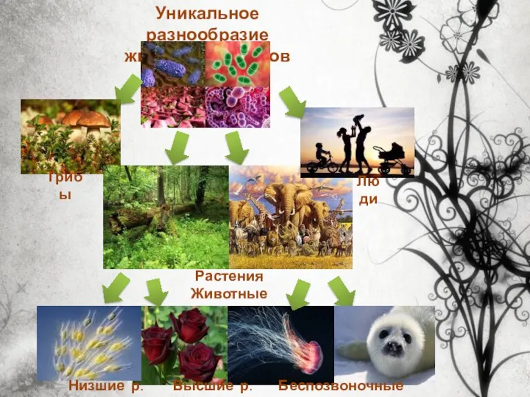 Уникальное разнообразие живых организмов Низшие р. Высшие р. Беспозвоночные Позвоночные Грибы Люди Растения Животные