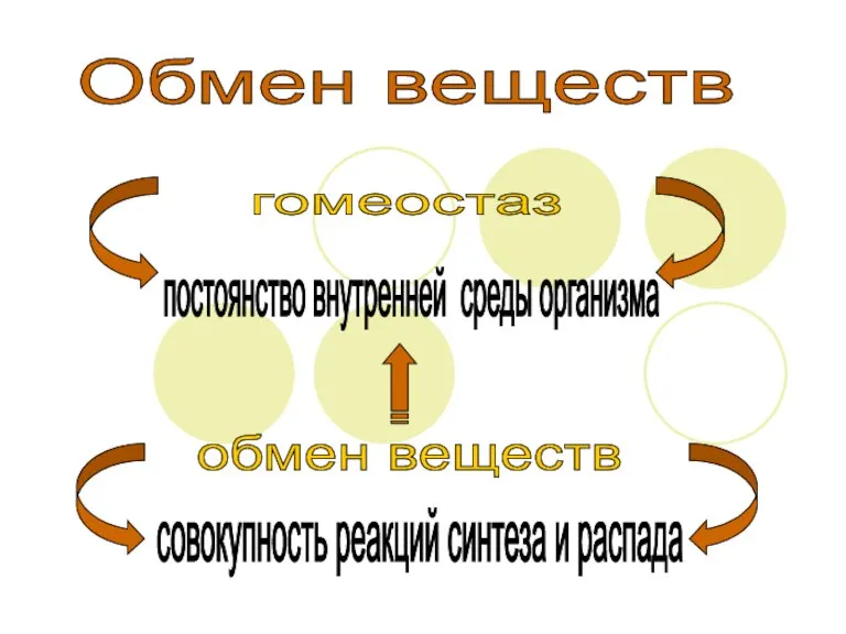 Обмен веществ гомеостаз постоянство внутренней среды организма обмен веществ совокупность реакций синтеза и распада